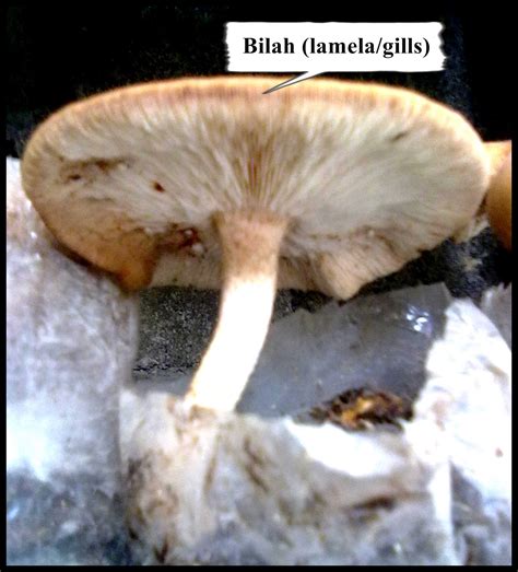 Seperti yang kita tahu fungi adalah salah satu kingdom dalam sistem klasifikasi enam kingdom. Basidiomycota: Karakteristik Basidiomycota