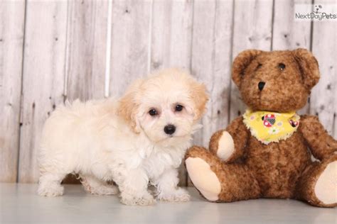 Their demeanor is reflected directly through our hands on raising practices from their birth. Missy: Malti Poo - Maltipoo puppy for sale near Columbus, Ohio. | 8f7ed83e-faa1