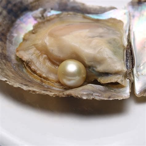 Why Oysters Dont Always Produce Pearls Topslseafood Com