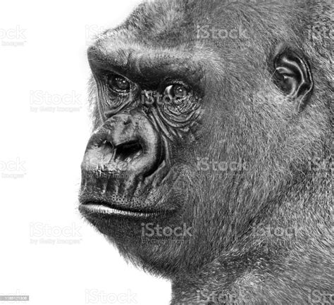 The Gorrilla From Africa Stock Photo Download Image Now Africa