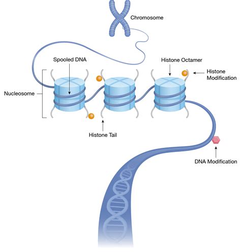Epigenetics And Chromatin Structure Bio Rad