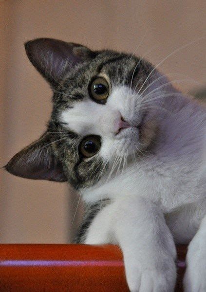 Curious Cat Too Cute For Words Pinterest
