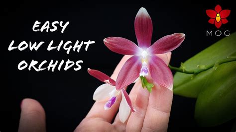 Missorchidgirl 5 Easy Orchids For Low Light Orchid Care Tips For