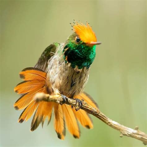 30 Aves Hermosas Y Exóticas Que No Vas A Creer Que Existen Pro Bosque