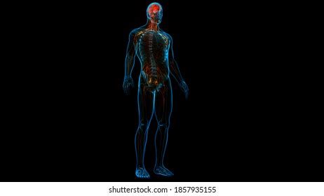 Central Organ Human Nervous System Brain Stock Illustration 1857935155