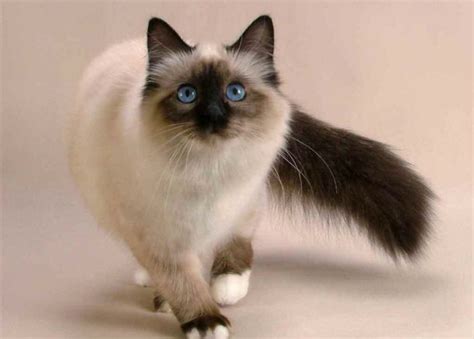 Ce superbe félin est l'un des plus connus parmi les chats de race. Chat siamois prix - Annonces chatons