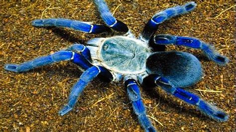 Top 10 Most Venomous Spiders Simply Amazing Stuff