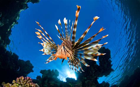 8 Lionfish Hd Wallpapers Backgrounds Wallpaper Abyss