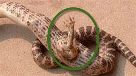 Una serpiente macho se aparea con una serpiente hembra insertando uno de sus hemipenes en la cloaca de la hembra. SE DESCUBRE EN CHINA UNA SERPIENTE CON PATAS | INSÓLITO - YouTube