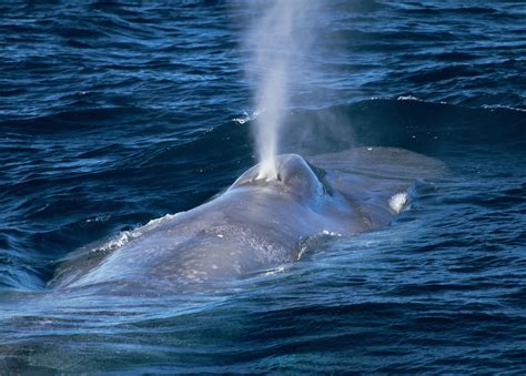 Clues From An Endangered Blue Whale Population News