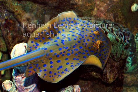 Check spelling or type a new query. Bluespotted Ribbontail Ray