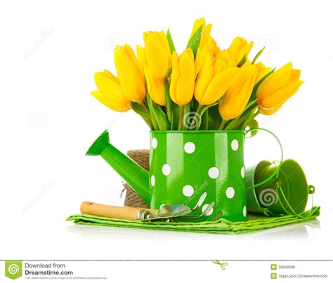 Spring Flowers In Watering Can With Garden Tools Stock