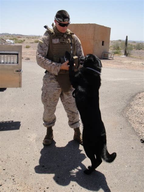 10 Of The Bravest Military Animals To Ever Serve Their Country