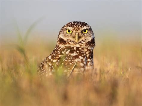 What Do Burrowing Owls Eat Unianimal