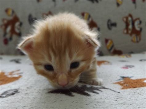 Vaidurya Norwegian Forest Cats Mohinis First Litter Newborn
