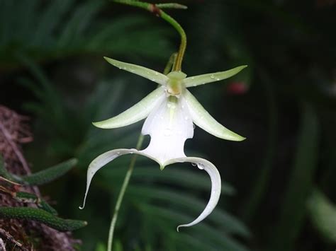 18 Most Rare Flowers From Around The World