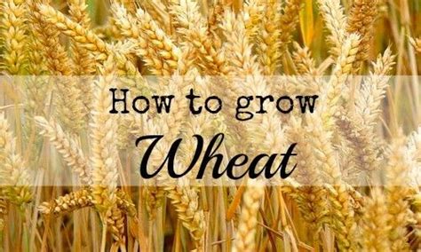 How To Grow Wheat Organic Vegetables Growing Vegetables Spring