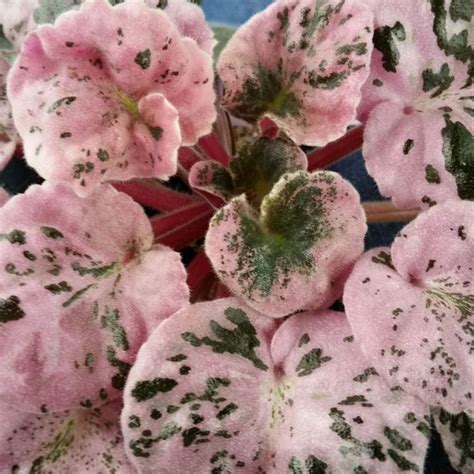 Overwatering can also cause root and leaf rot that can result in brown leaves. 17 Best images about Buckeye violets on Pinterest | Ohio ...