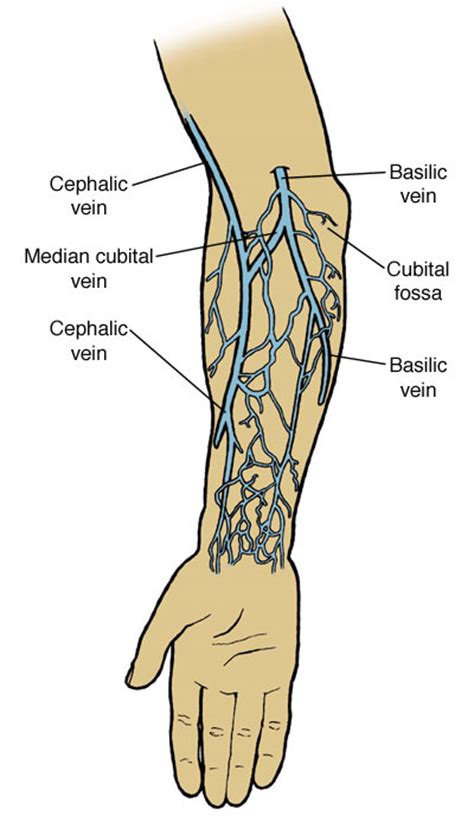 Diagram Of Veins In Arm For Phlebotomy Diagram For You