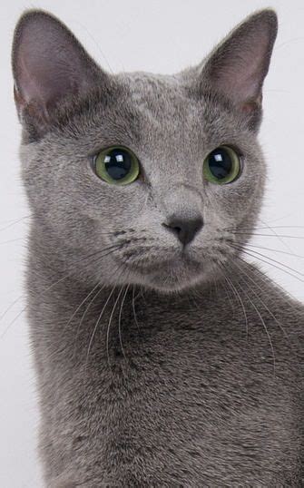 The Russian Blue Cat Cat Breeds Encyclopedia