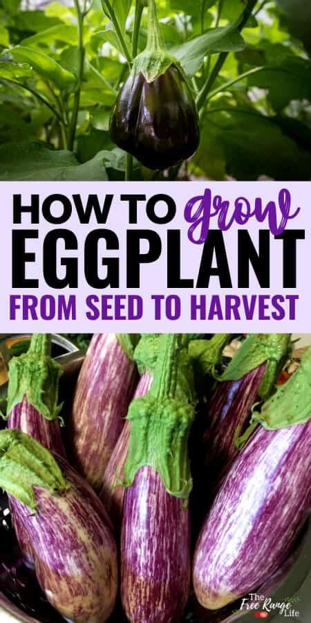 Growing Eggplant Successfully From Seed To Harvest
