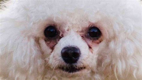 Small White Dogs With Crusty Eyes Video Gallery Know Your Meme