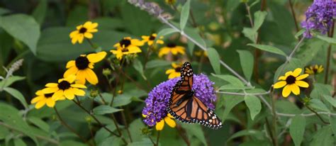 Growing A Butterfly Garden Host Plants To Attract Butterflies