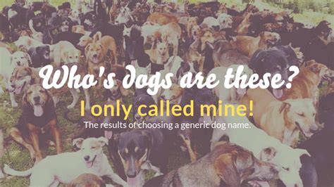 200 Unique Dog Names, Male And Female | Help Your Dog Stand Out