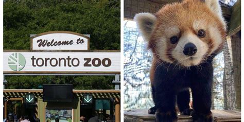 Toronto Zoo Is Reopening This Month And Tickets Are On Sale Soon Narcity