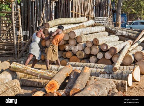 SOUTHERN INDIA MADURAI TIMBER WORKERS STACKING HEAVY TREE TRUNKS IN A