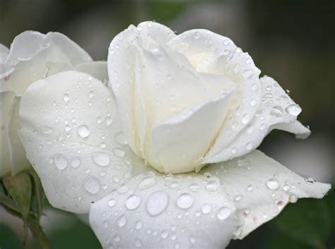 New White Rose Flowers Wallpapers Entertainment Only