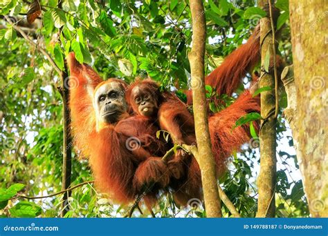 Female Sumatran Orangutan With A Baby Hanging In The Trees Gunung