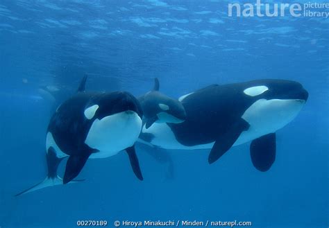 Stock Photo Of Orca Orcinus Orca Mother And Newborn Baby With Escort