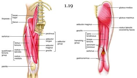 Mini Handbooks Hip And Lower Limb Muscles
