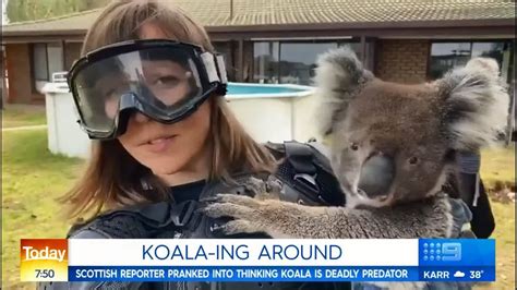 Koala Ing Around This Scottish Reporter Is Lucky To Be Alive After An