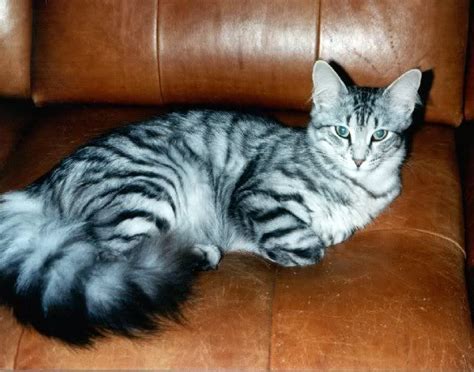Cat Breeds With Big Fluffy Tails Pets Lovers