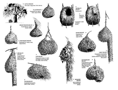 11_WeaverNests | Human nest, Bird nest architecture, Weaver bird nest