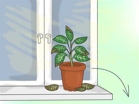 It's strong enough to supply plenty of sounds straightforward right? How to Provide the Right Light Requirements for Indoor Plants