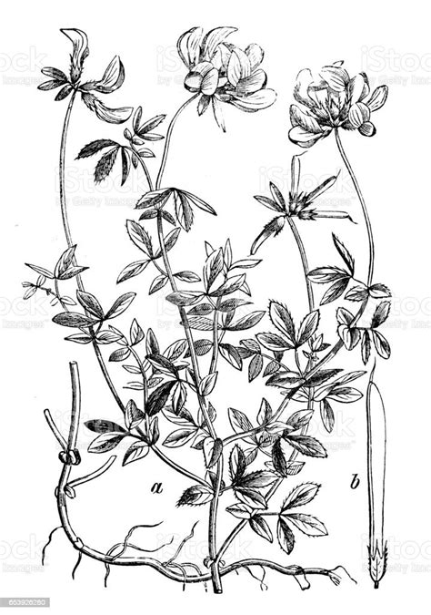Botanik Pflanzen Antik Gravur Abbildung Lotus Corniculatus Stock Vektor
