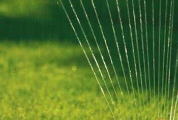 Overall, your lawn has the most watering needs during the summer when it's hot and dry. How Often Should You Water New Grass Seed? | Home Guides | SF Gate