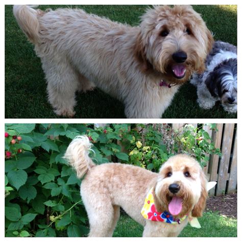 Goldendoodles look like teddy bears, so the term teddy bear in goldendoodles may sound redundant or confusing. Before and after grooming appointment | Dog grooming ...