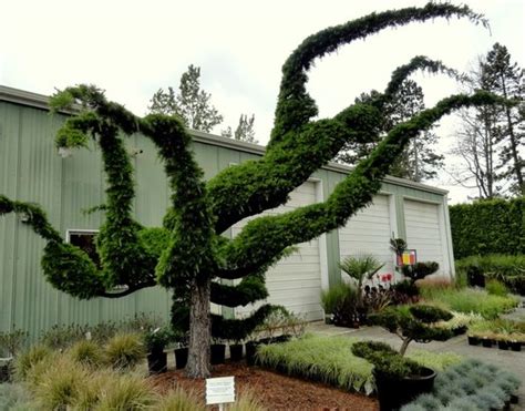 Cedrus Libani Pendula Weeping Cedar Of Lebanon Plant Lust