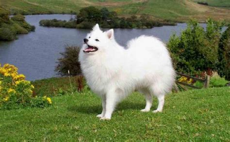 Indian Spitz Dog Price In India Features And Life Expectancy