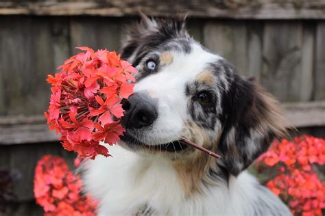We did not find results for: Free photo: Flowers, Dog, Shepherd, Puppy - Free Image on ...
