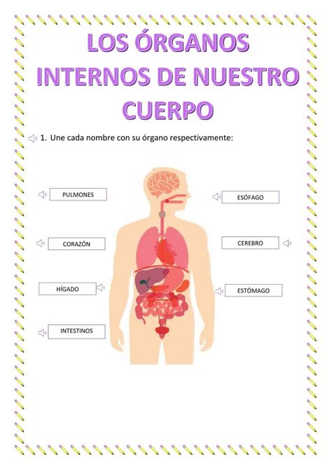 Ejercicio De Los órganos Internos Organos Del Cuerpo Humano Cuerpo