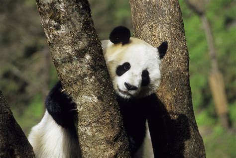 The Giant Panda Is No Longer Endangered Lifegate