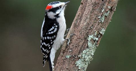 Featured Birds Downy Woodpeckers