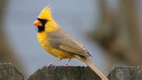 Rare ‘1 In A Million Yellow Cardinal Spotted In Alabama Photos — Rt