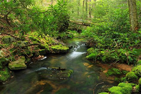 Free Picture Water Wood Nature Waterfall Stream River Leaf Moss