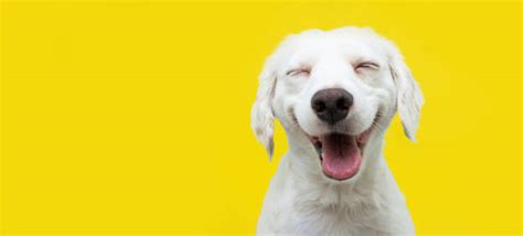 322900 Smiling Dog Stock Photos Pictures And Royalty Free Images Istock